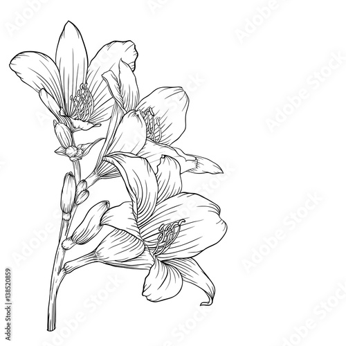 black and white bouquet lily isolated on background.