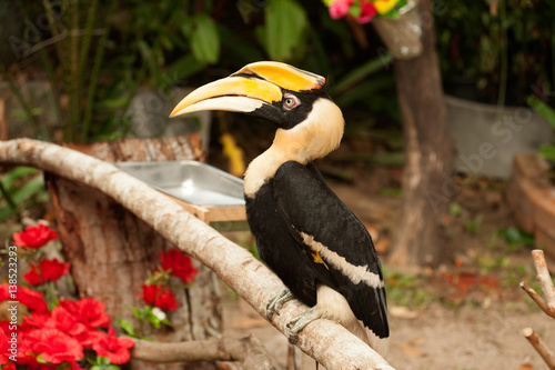 Great hornbill (Buceros bicornis) also known as the great Indian hornbill or great pied hornbill. Wildlife animal.