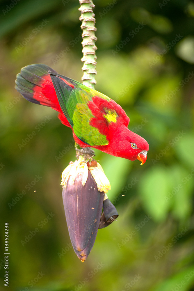 Fototapeta premium Portrait of beautiful Chattering red Lory Lorius garrulus on a banana.