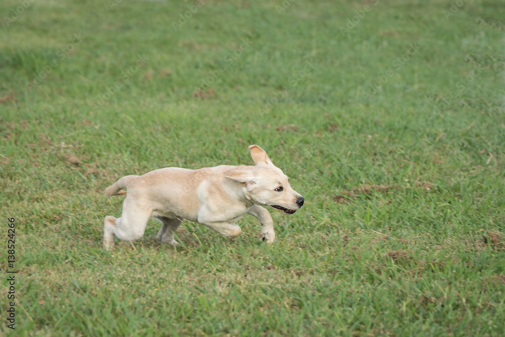 A golden colored Labrador Retriever puppy runs through a field of green grass joyfully.