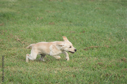 A golden colored Labrador Retriever puppy runs through a field of green grass joyfully.