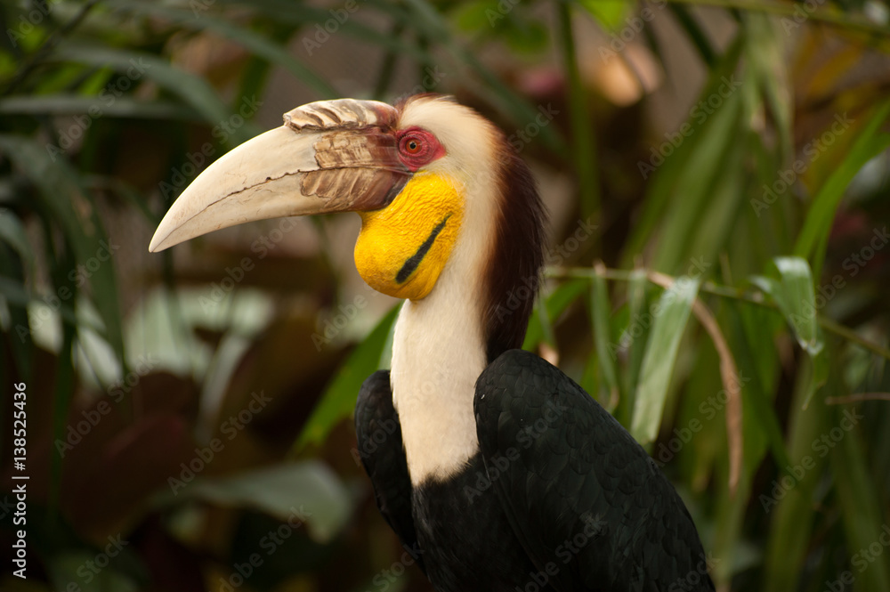 Wreathed hornbill (Rhyticeros undulatus) or the bar-pouched wreathed hornbill. Thailand. Wreathed hornbill (Rhyticeros undulatus) or the bar-pouched wreathed hornbill. Thailand.