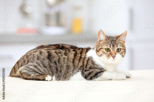 Cute cat lying on table against blurred background