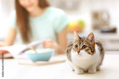 Cute funny cat in kitchen a...