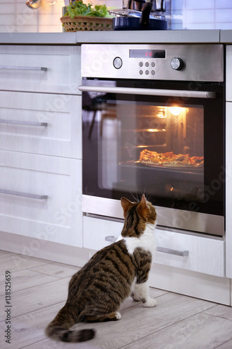 Fototapeta Naklejka Na Ścianę i Meble -  Cute cat looking at tasty pizza in oven