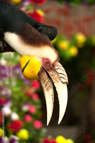 Wreathed hornbill (Rhyticeros undulatus) or the bar-pouched wreathed hornbill. Thailand. photo