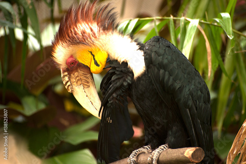 Wreathed hornbill (Rhyticeros undulatus) or the bar-pouched wreathed hornbill. Thailand. photo