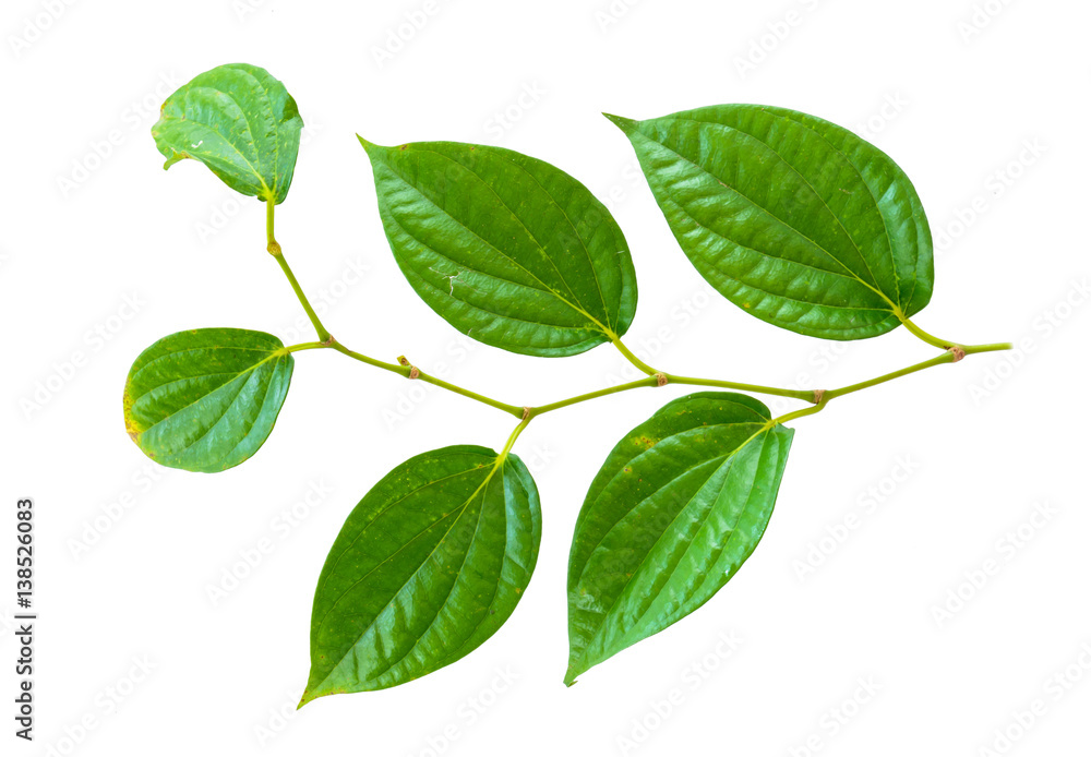 Naklejka premium leaf isolate natural