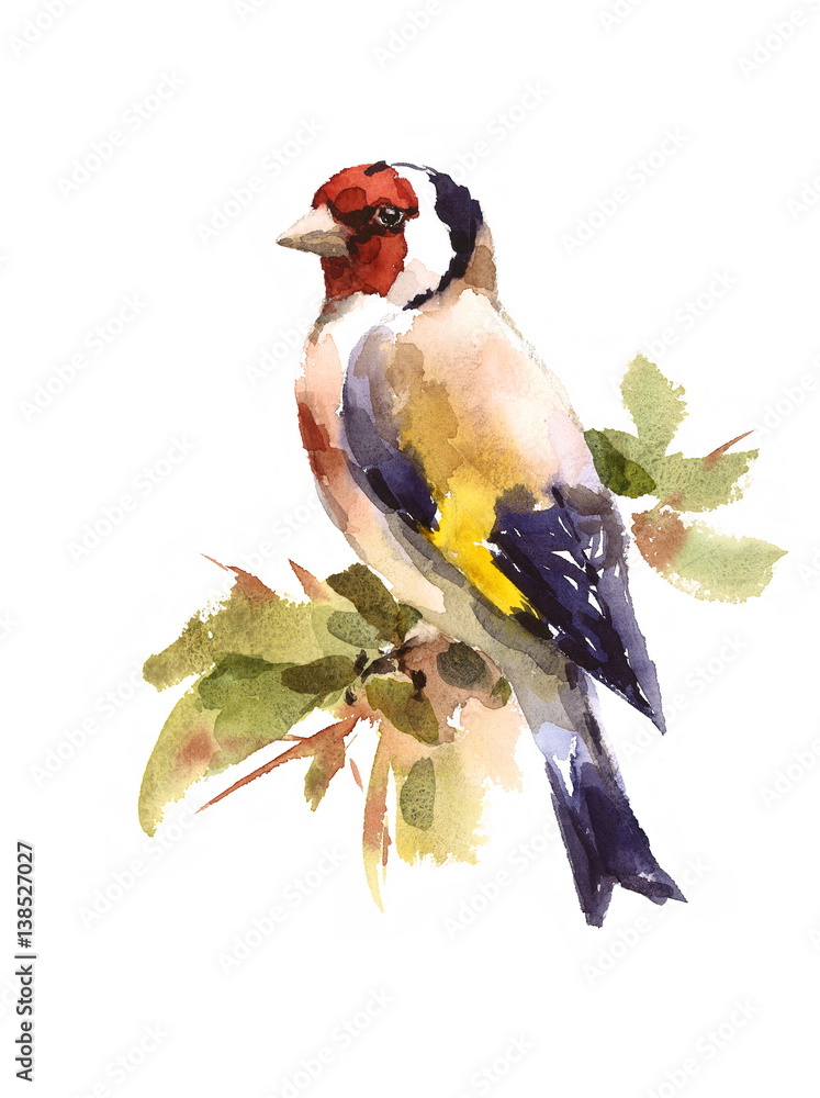 Щегол схема. Акварельные зарисовки птица Татьяны Красновой. Goldfinch рисунок.