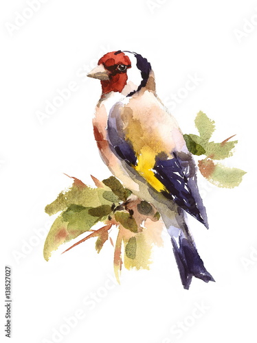 Fotografiet Watercolor Bird European Goldfinch Sitting on the Branch Hand Painted Illustrati