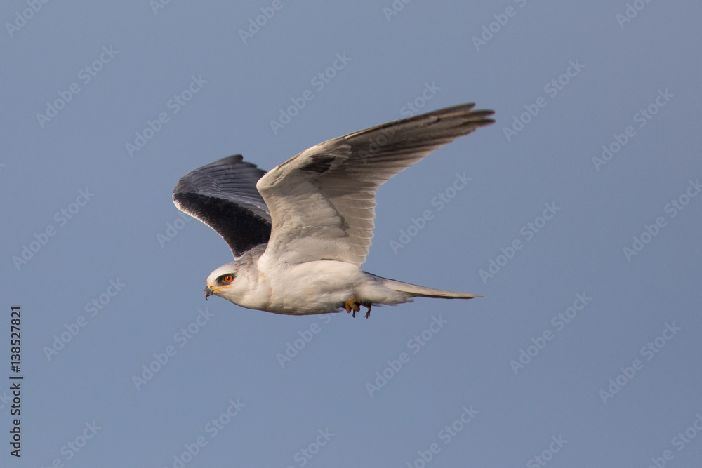 Obraz premium White-tailed flying in the wild, showing off a mouse in its talons