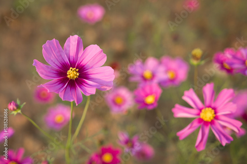 Close up pink cosmos flower bloom brightly in the fields with blur natural background