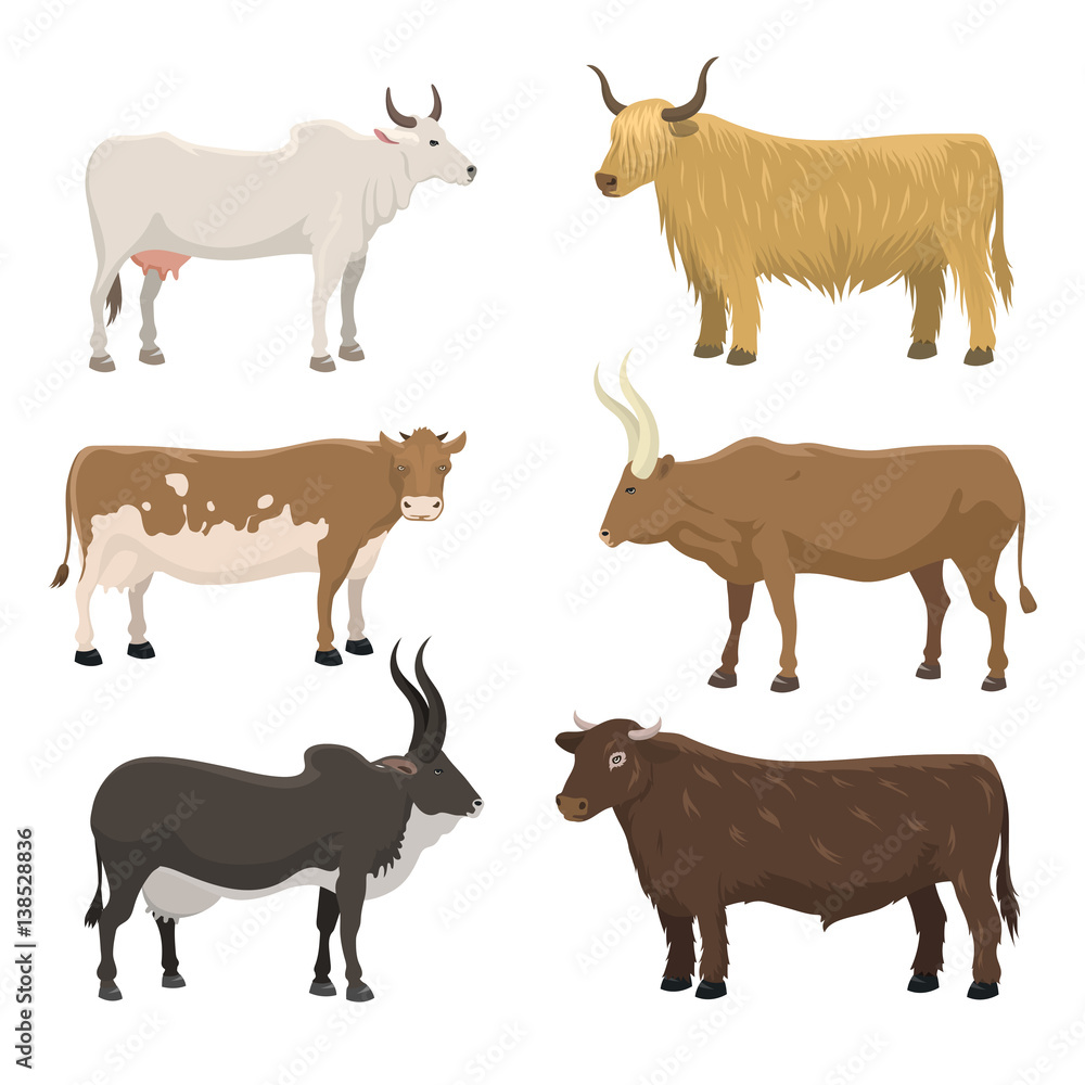 Bull and cow farm animal vector illustration. Stock Vector | Adobe Stock