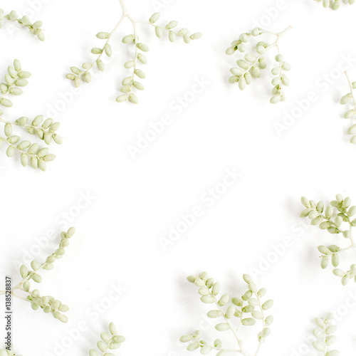 Frame wreath of green branches on white background, Flat lay, top view. Flower background.