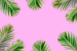 Tropical exotic palm branches frame isolated on pink background. Flat lay, top view, mockup.