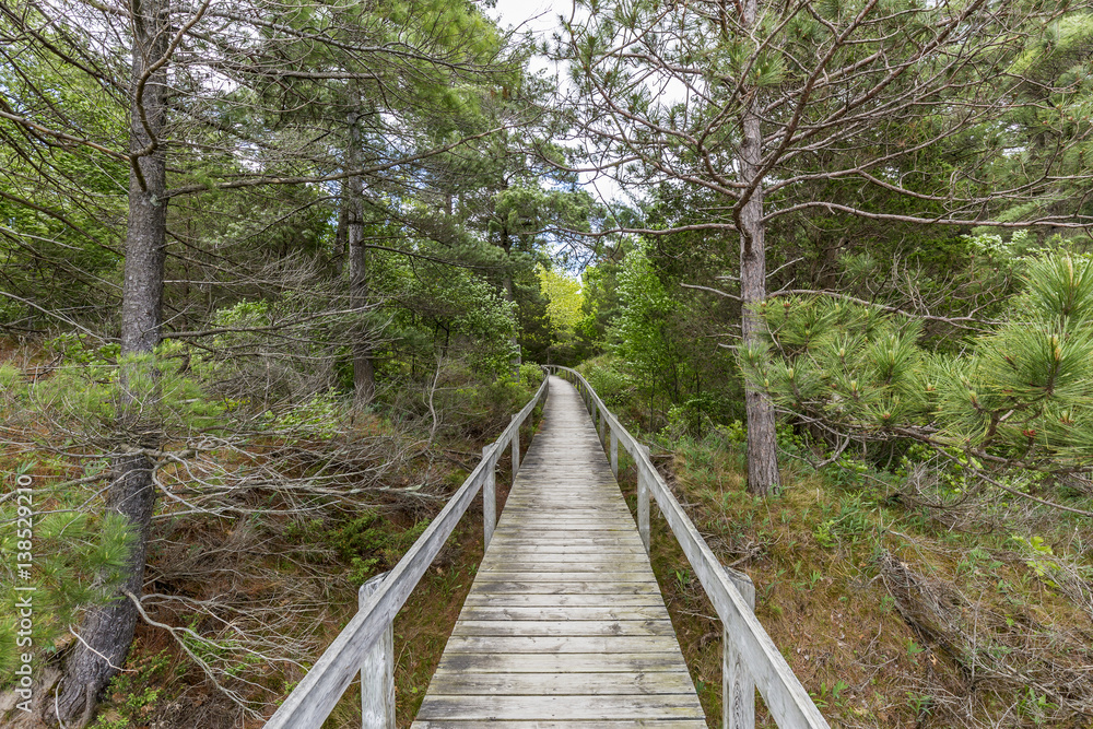 Fototapeta premium Boardwalk Through Oak Savanna - Pinery Provincial Park, Ontario, Canada