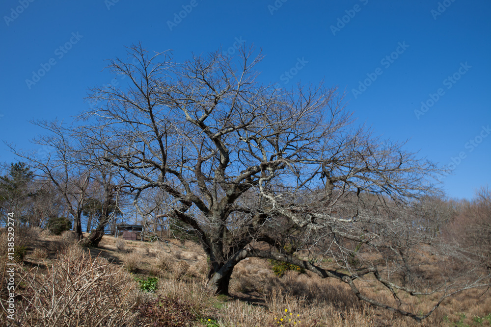 Fototapeta premium 木