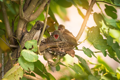 They believe they can fly.Juvenile birds,streak eared bulbul ( pycnonotus blanfordi ) perching on the nest edge opening mouth widely and ready to leave nest . photo