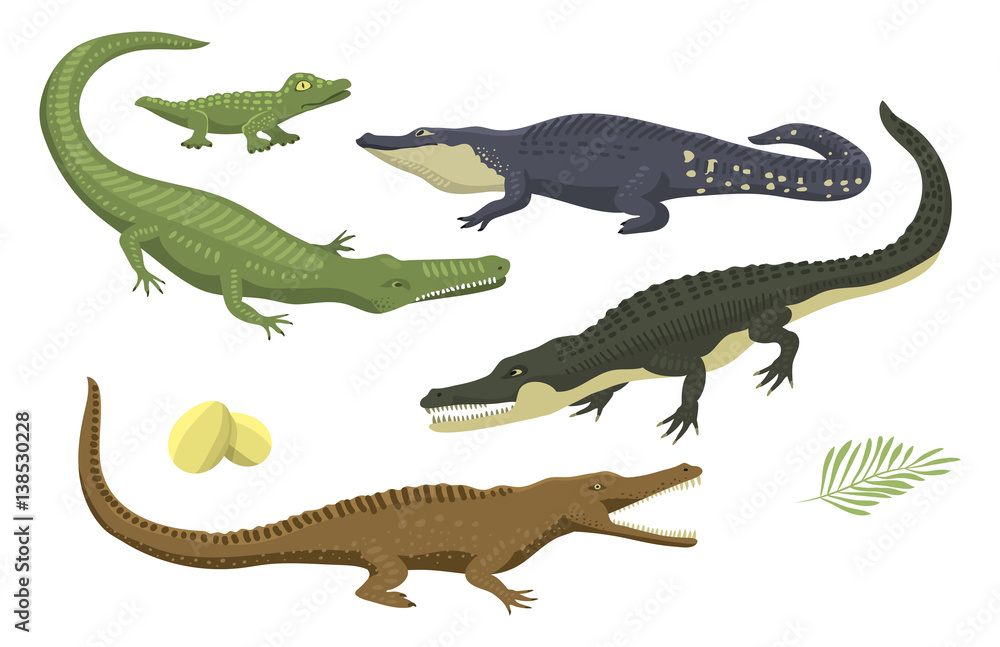 Fototapeta premium Cartoon green crocodile danger predator and australian wildlife river reptile carnivore alligator with scales teeth flat vector illustration.