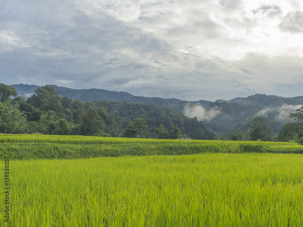 Green rice field with mountain.