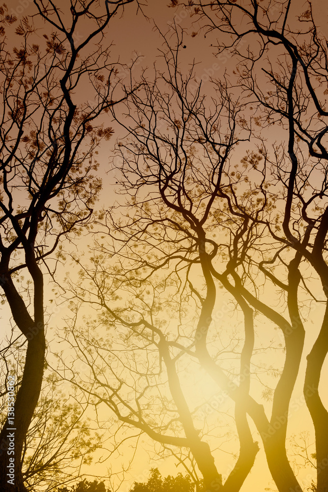 Leafless tree branches in winter season Leafless tree branches in winter season