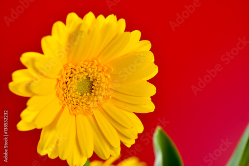 yellow Gerbera