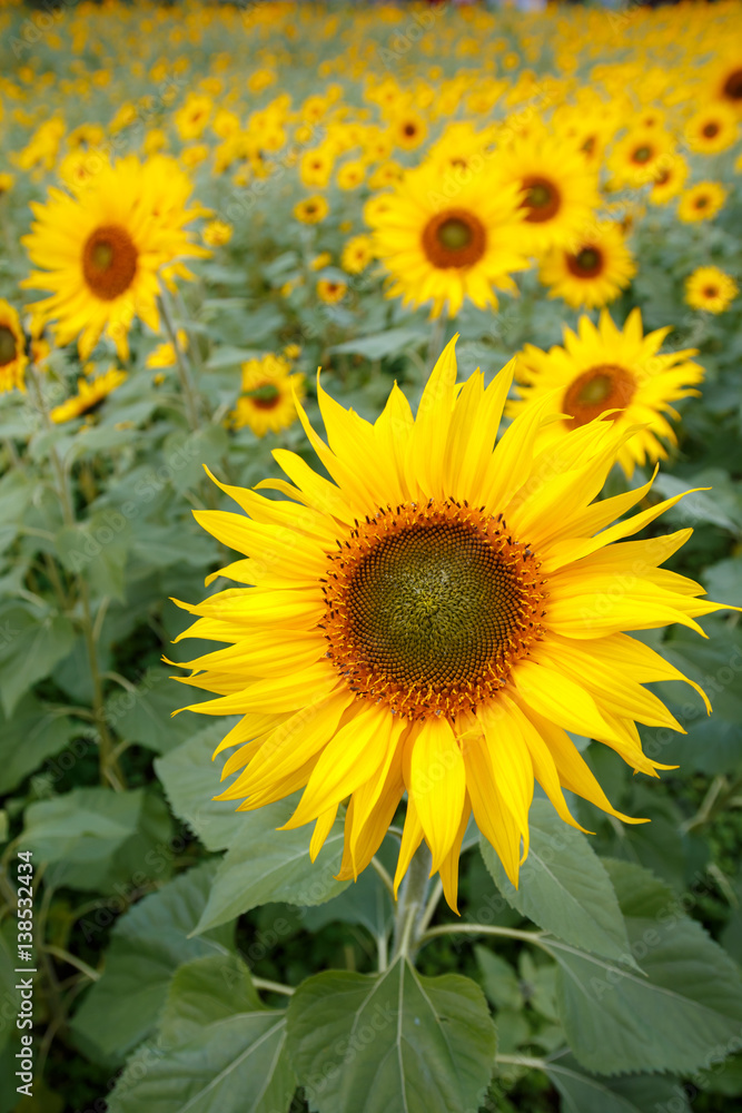 ヒマワリの花 ヒマワリの花