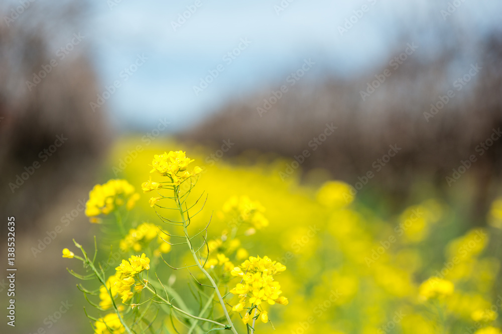 Mustard in the Vineyard Row