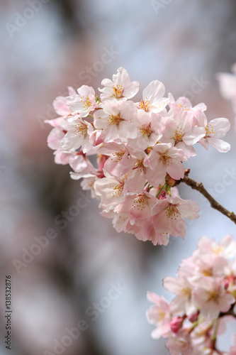 桜の花 © TOMO