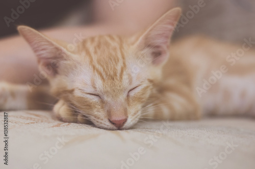 Three-months-old orange-white mixed kitten falling asleep on sofa beside master. Retro effect. Selective focus. © Tata Chen