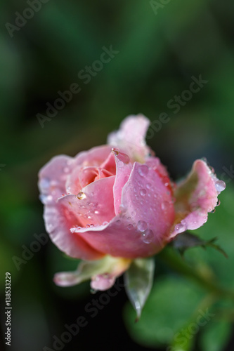 Wallpaper Mural 薔薇の花 Torontodigital.ca