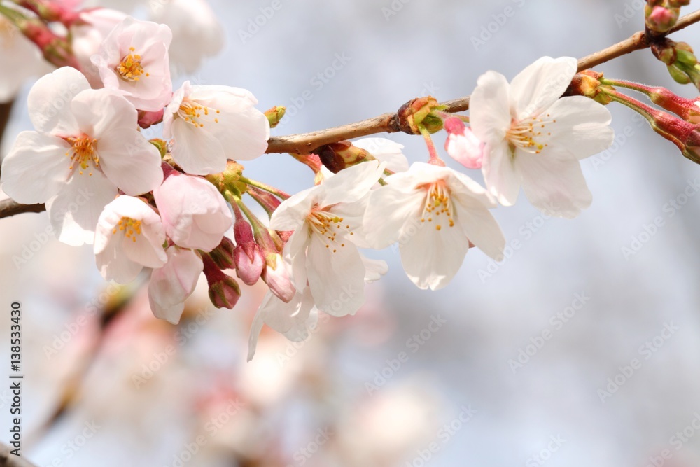 Obraz premium 桜（ソメイヨシノ）