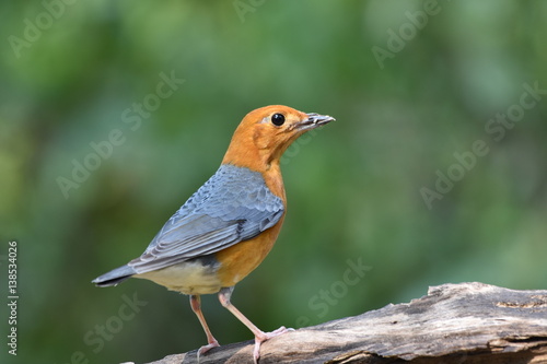 Orange-headed thrush (Geokichla citrina) beautiful orange bird with grey wings standing on the log showing its side feathers over blur background, amazing nature