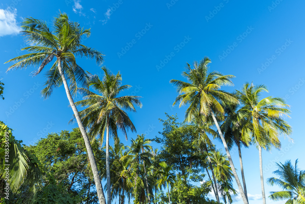 Thailand tropical forest