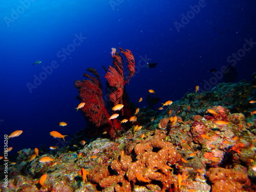 珊瑚礁の水中風景