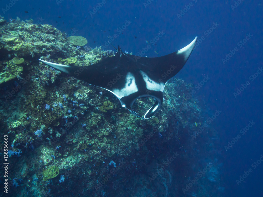 Fototapeta premium Oceanic Manta ray from above coming off a cleaning station