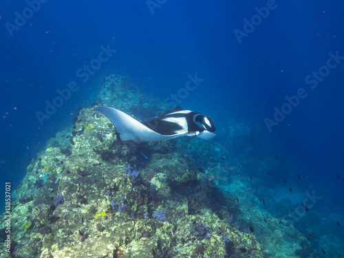 Giant Manta ray on getting cleaned on cleaning station on a coral reef ridge. 