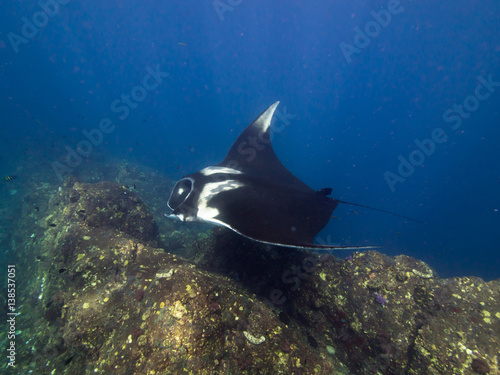 Giant Manta ray on getting cleaned on cleaning station on a coral reef ridge. 