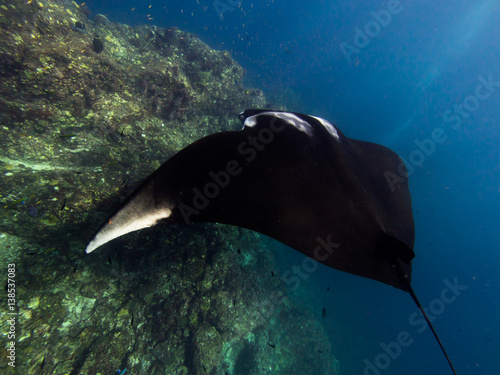 Giant Manta ray on getting cleaned on cleaning station on a coral reef ridge. Photo from behind left pectoral fin
