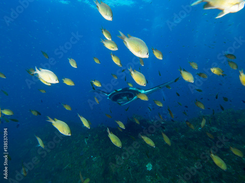 Giant Manta ray swimming with a school of fish in the foreground and sun rays beaming down. 