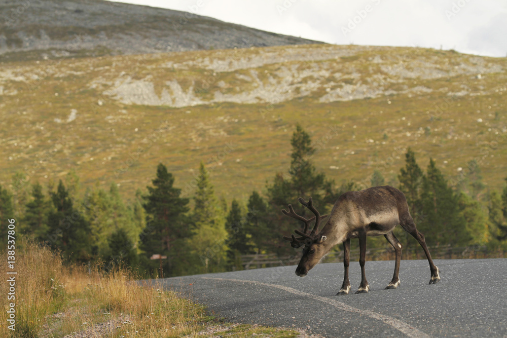 Obraz premium Reindeer on the drive way near the Pallastunturi nature center in Pallas-Yllästunturi National Park in Muonio, Finnish Lapland.