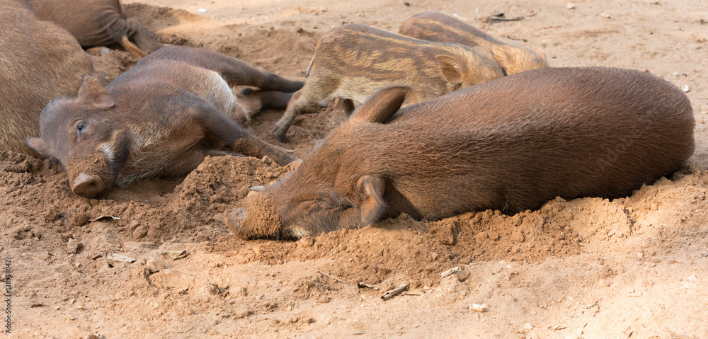 happy pigs on the ground happy pigs on the ground