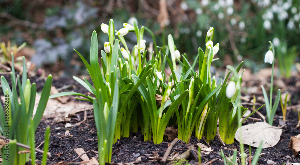 Obraz premium Schneeglöckchen