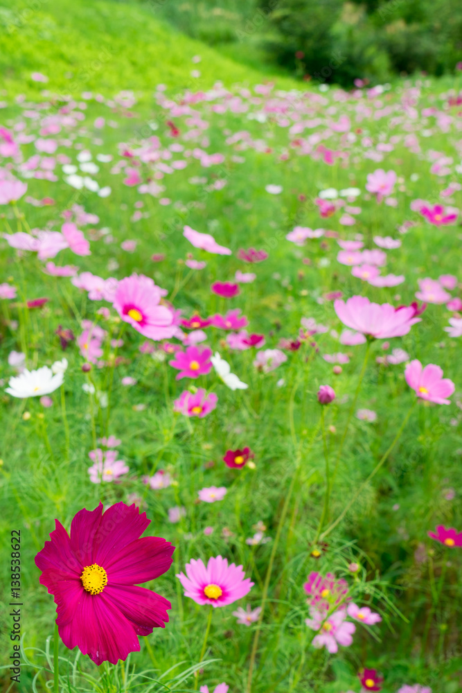 満開の秋桜