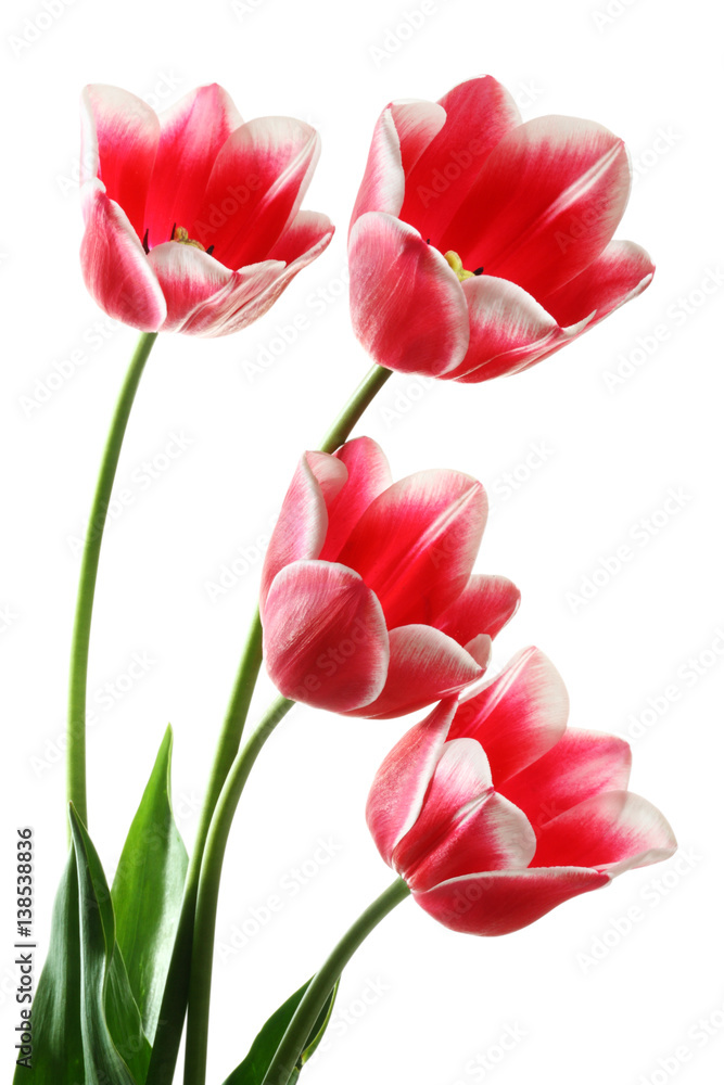 Beautiful tulips Beautiful tulips