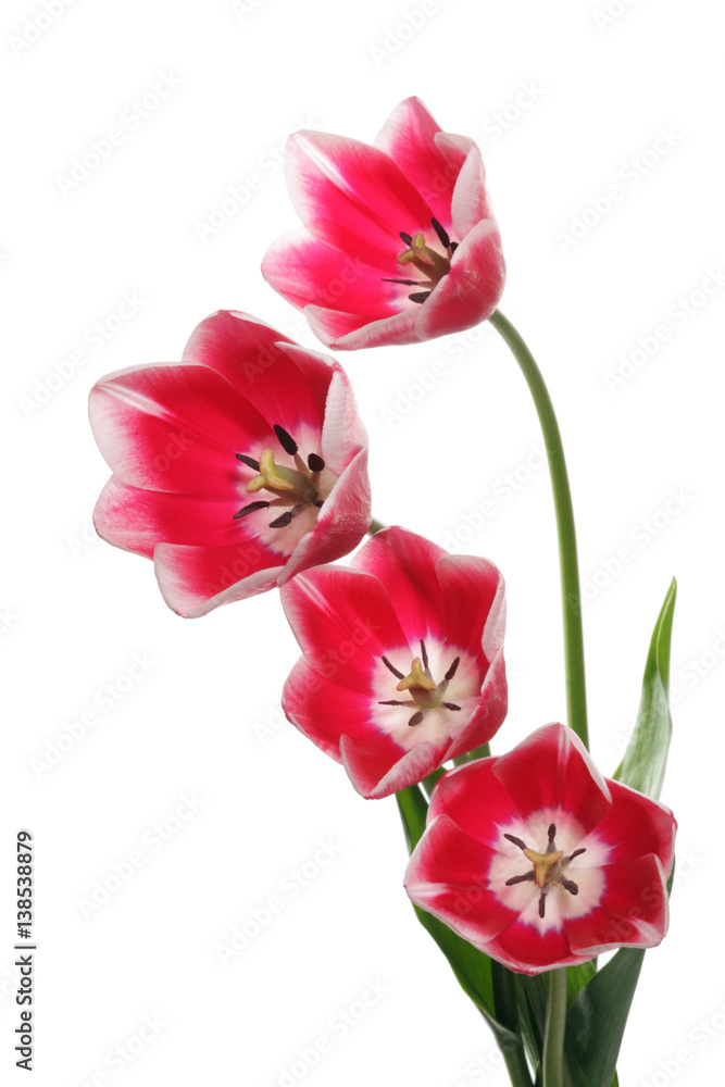 Obraz premium Spring bouquet