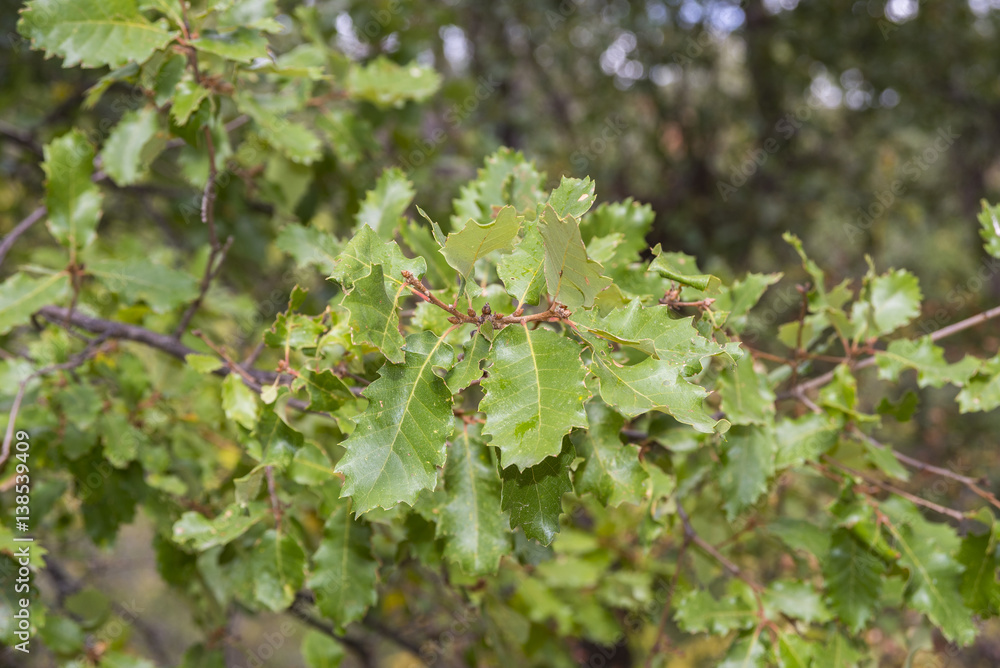 Foliage of Gall Oak, Quercus faginea. Photo taken in Guadalajara Province, Spain. Foliage of Gall Oak, Quercus faginea. Photo taken in Guadalajara Province, Spain.