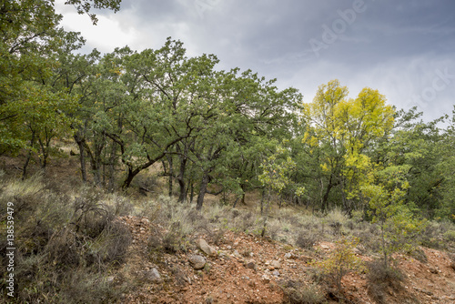 Gall Oak forest, Quercus faginea, in Tamajon Mountains, Guadalajara Province, Spain.