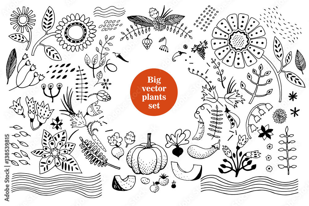 Plakat Vector botany collection. Retro illustration set