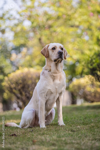 The Labrador retriever playing on the grass